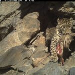 Second state-wide assessment confirms robust snow leopard population in Himachal Pradesh, sets new benchmark for wildlife monitoring: Report
